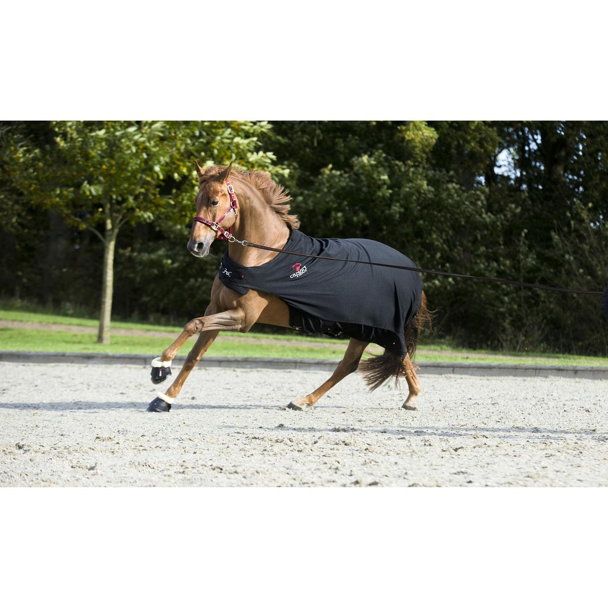product/c/a/catago_48272001_2.jpg