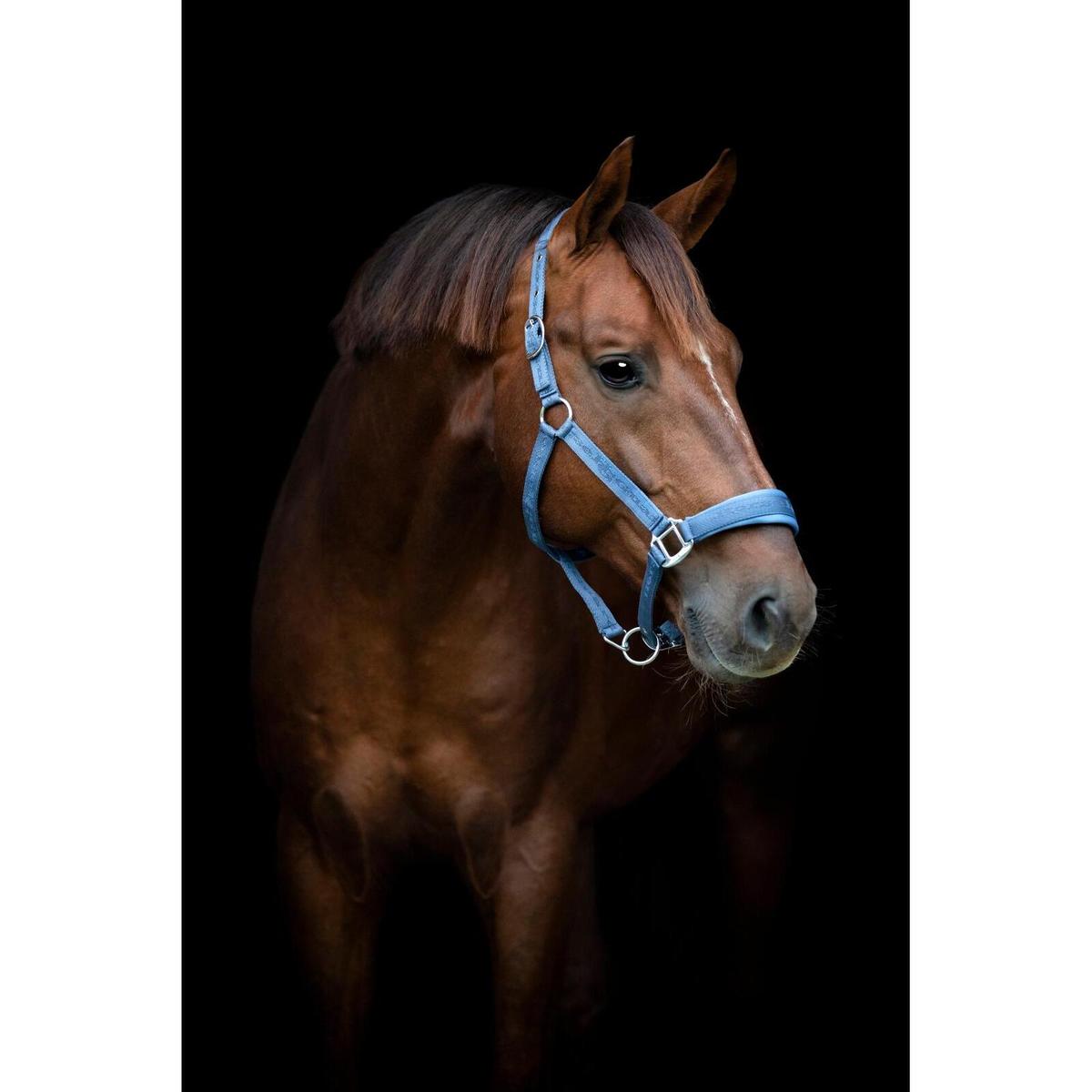 product/h/o/horseguard-50439020121-dutch-blue-2.jpg