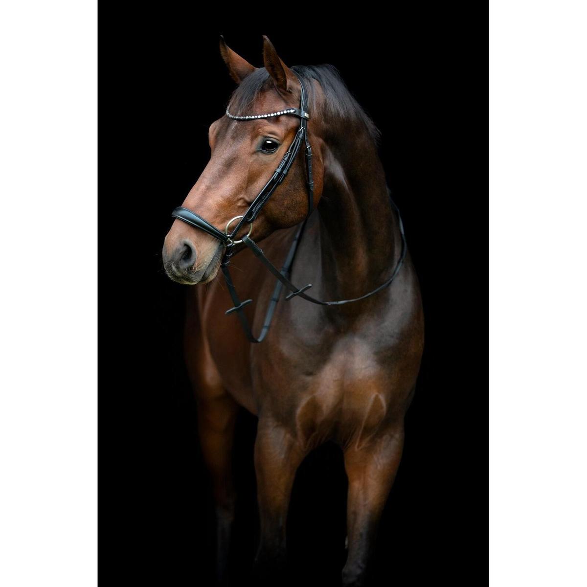 product/h/o/horseguard-506352001-black-2.jpg