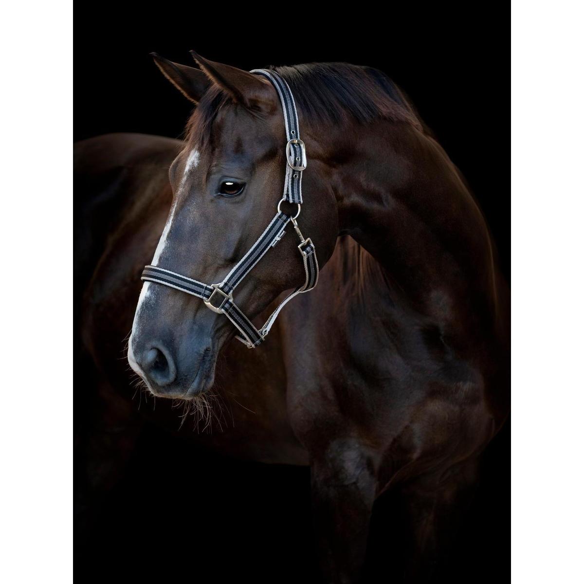 product/h/o/horseguard_505622001_black_2.jpg