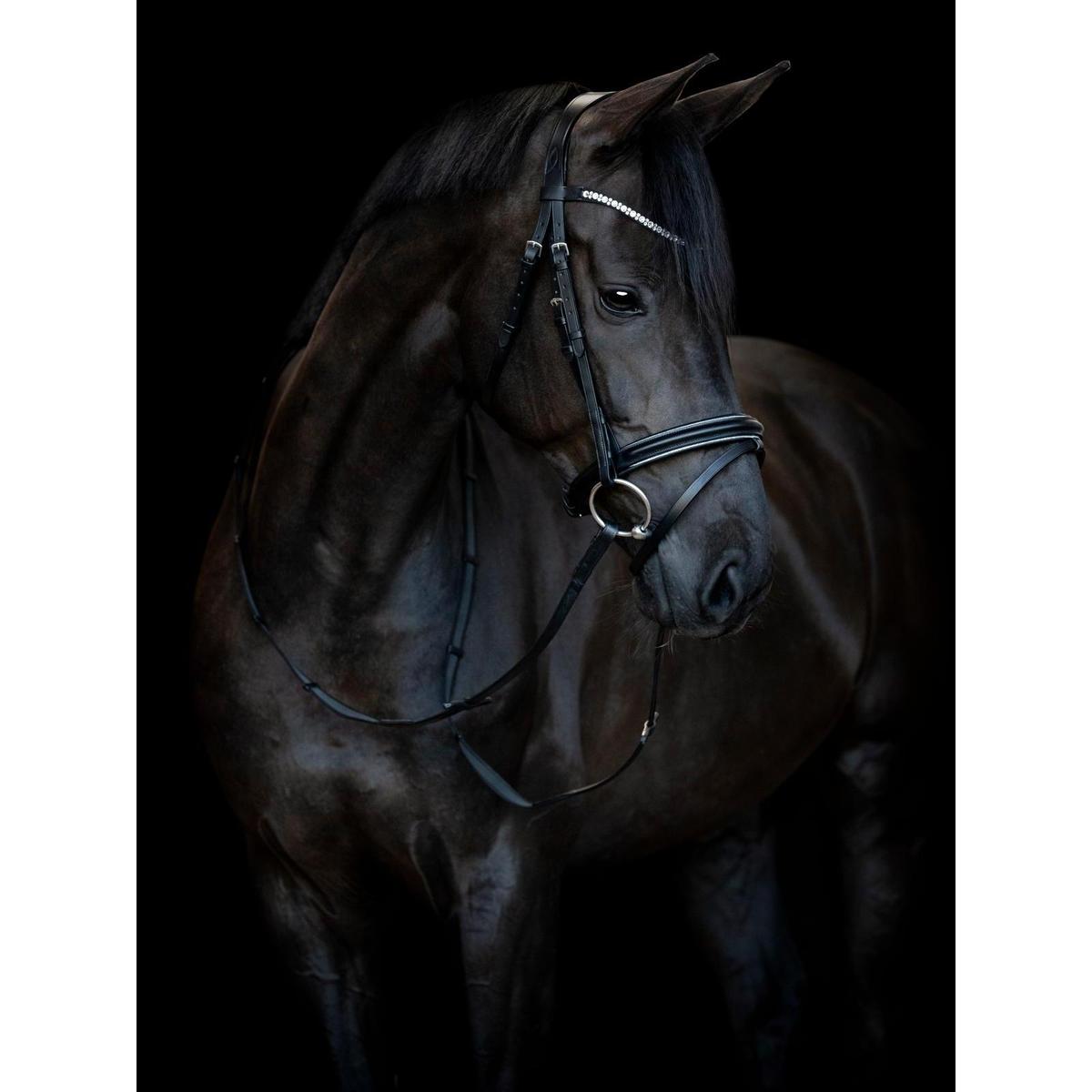 product/h/o/horseguard_505670201_black_2.jpg