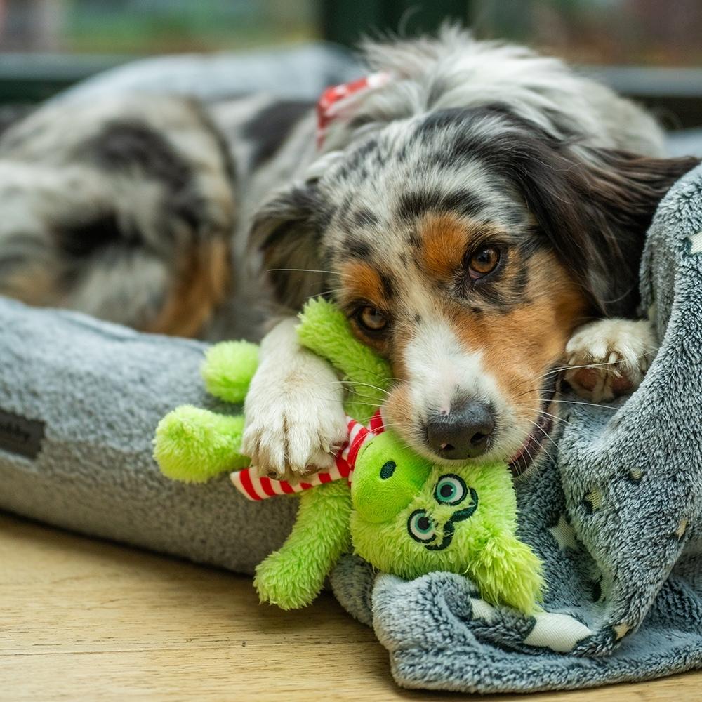 product/n/o/nobby-pet_51931_vert_2.jpg