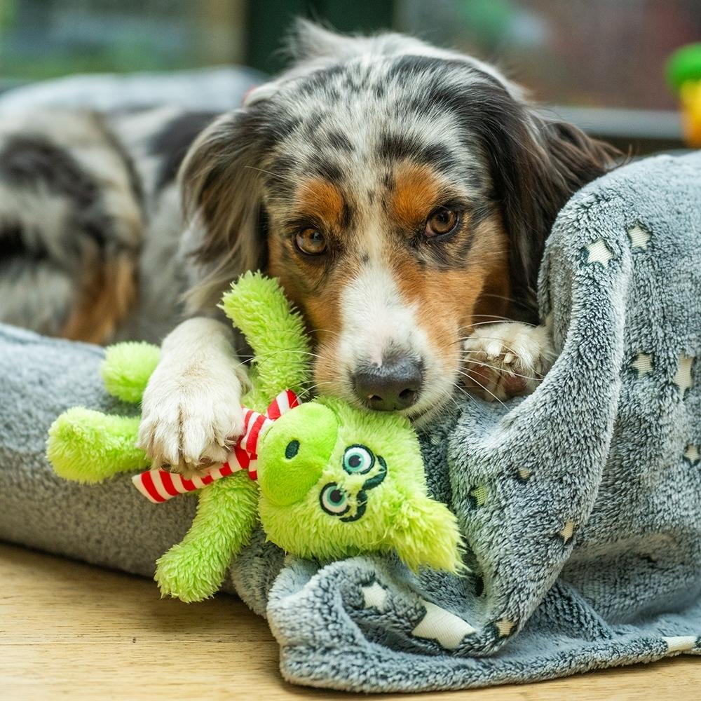 product/n/o/nobby-pet_52078_vert_3.jpg