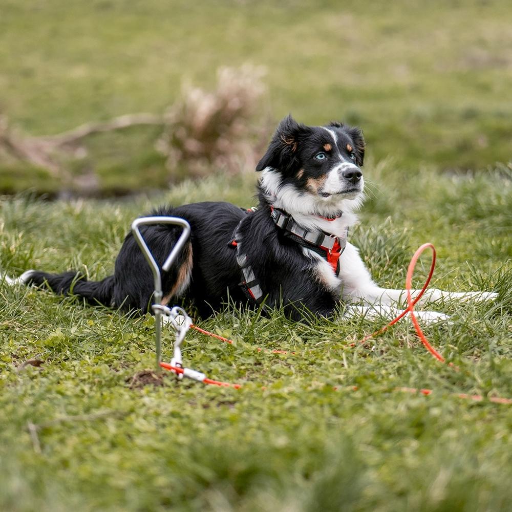 product/n/o/nobby-pet_73060_3.jpg