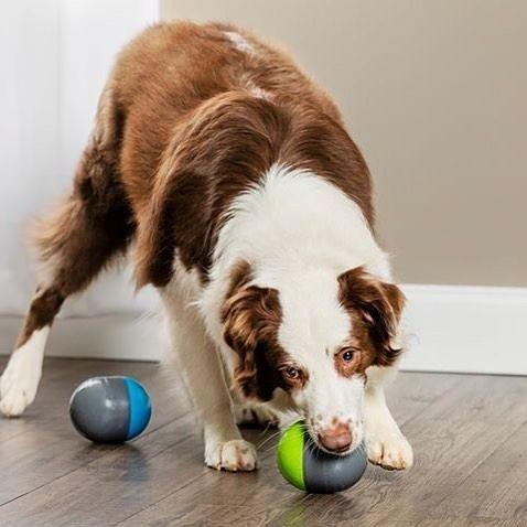 product/p/e/petsafe_cy0868_4.jpg