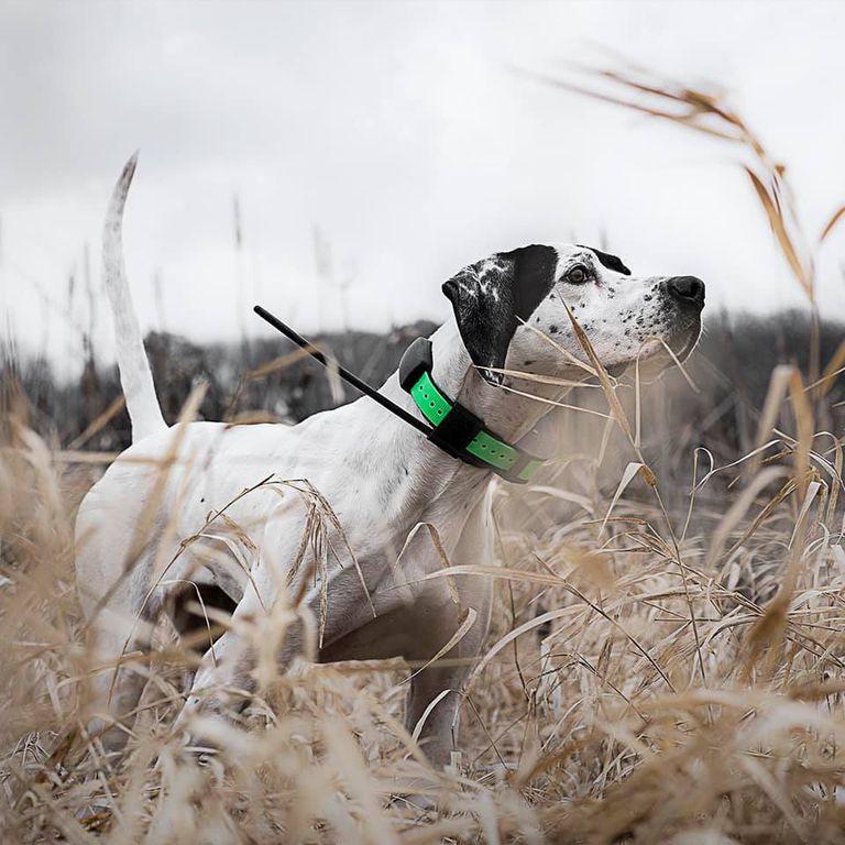 product/p/e/petsafe_cy1130_1.jpg