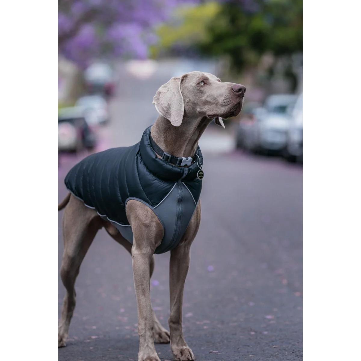 product/r/e/red-dingo_pj-pm-bb_noir-et-gris_3.jpg