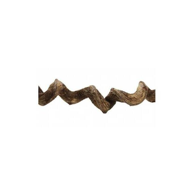 product/r/e/reptiles-planet_rp890270_marron_1.jpg