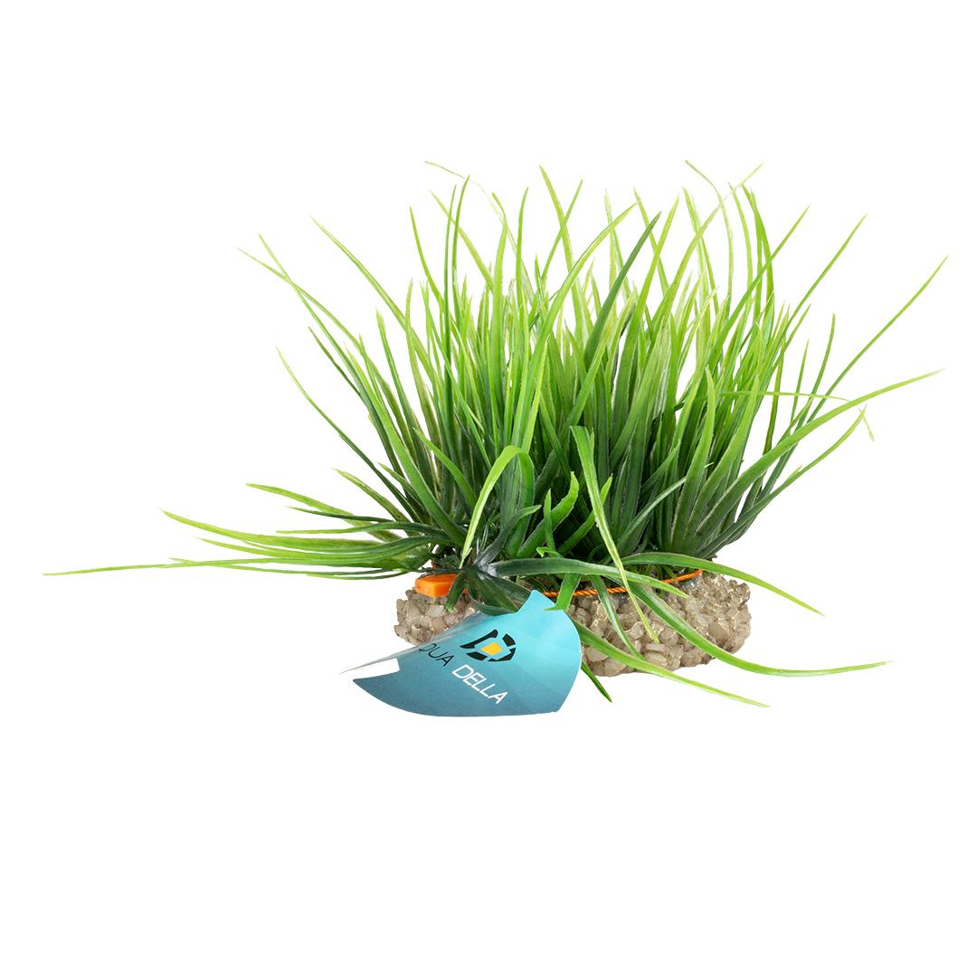 product/a/q/aqua-della_242-480885_1.jpg