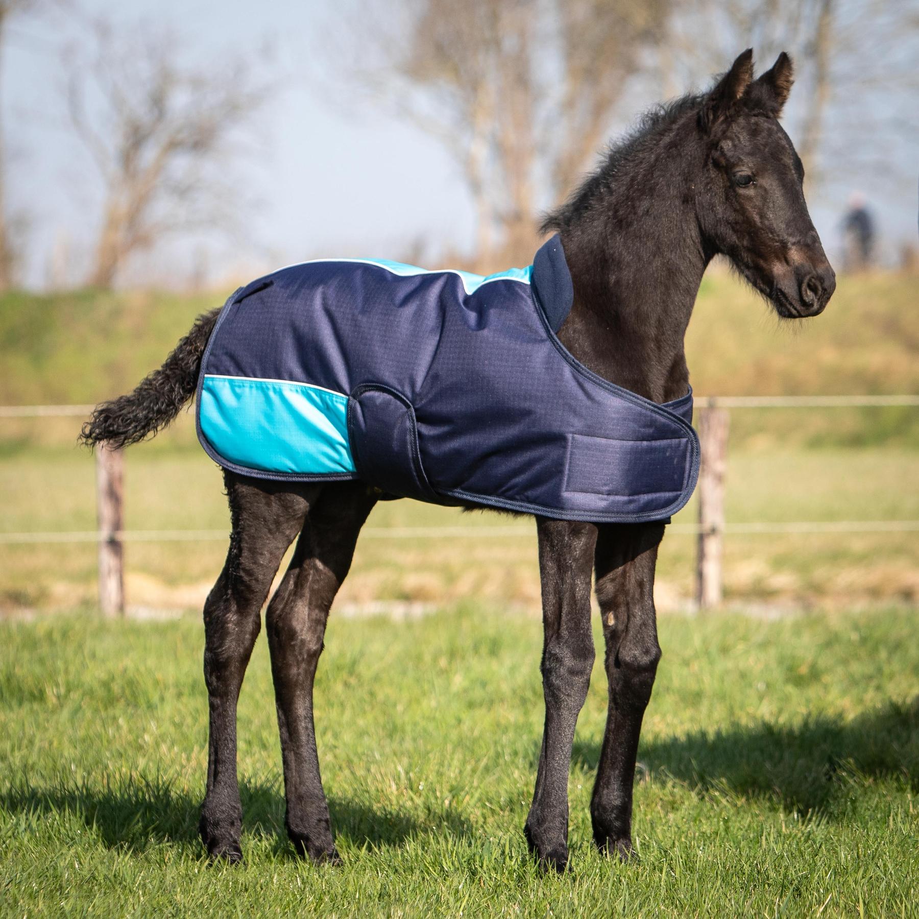 product/h/a/harry-s-horse_32200598-07_0.jpg