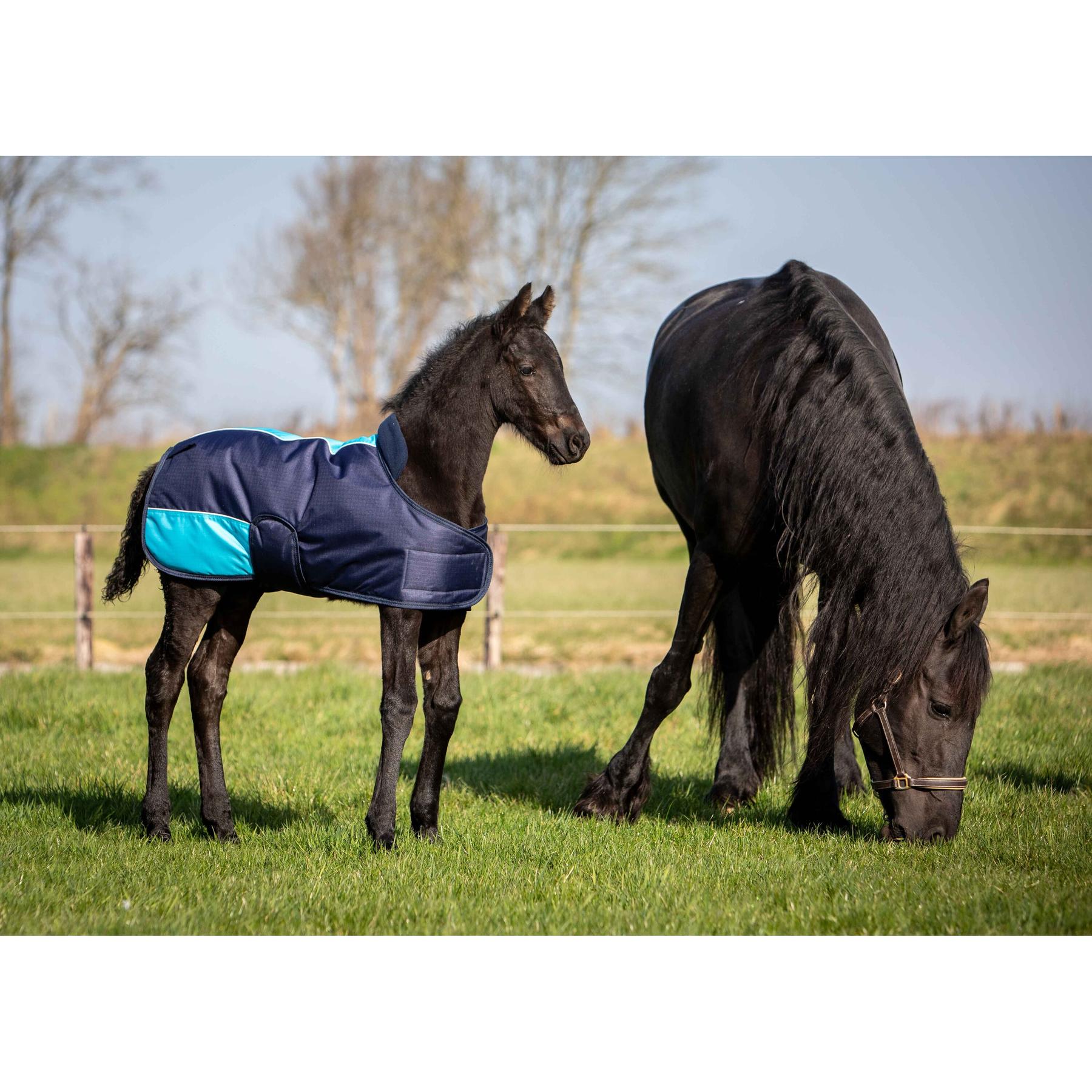 product/h/a/harry-s-horse_32200598-07_2.jpg