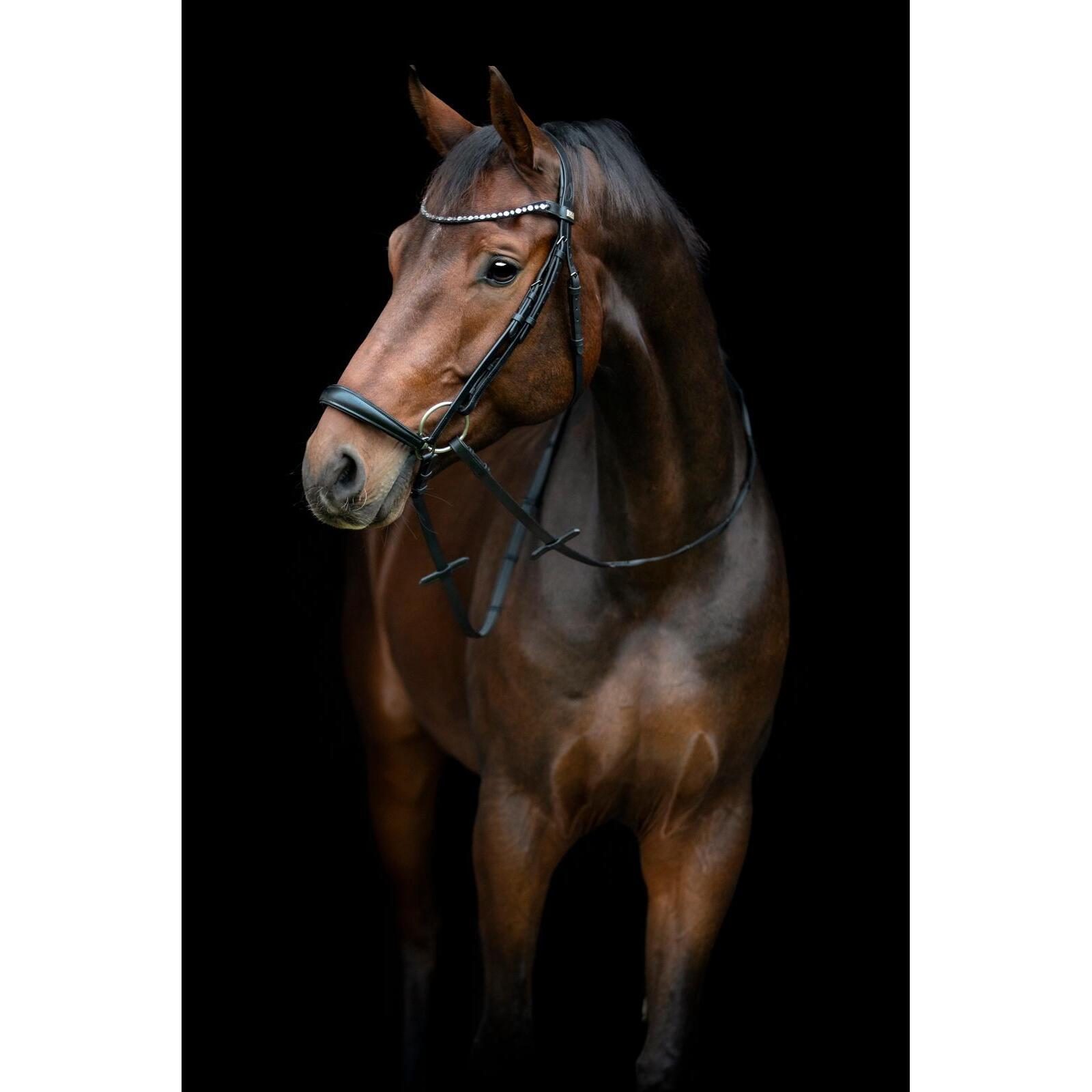 product/h/o/horseguard-506352001-black-2.jpg