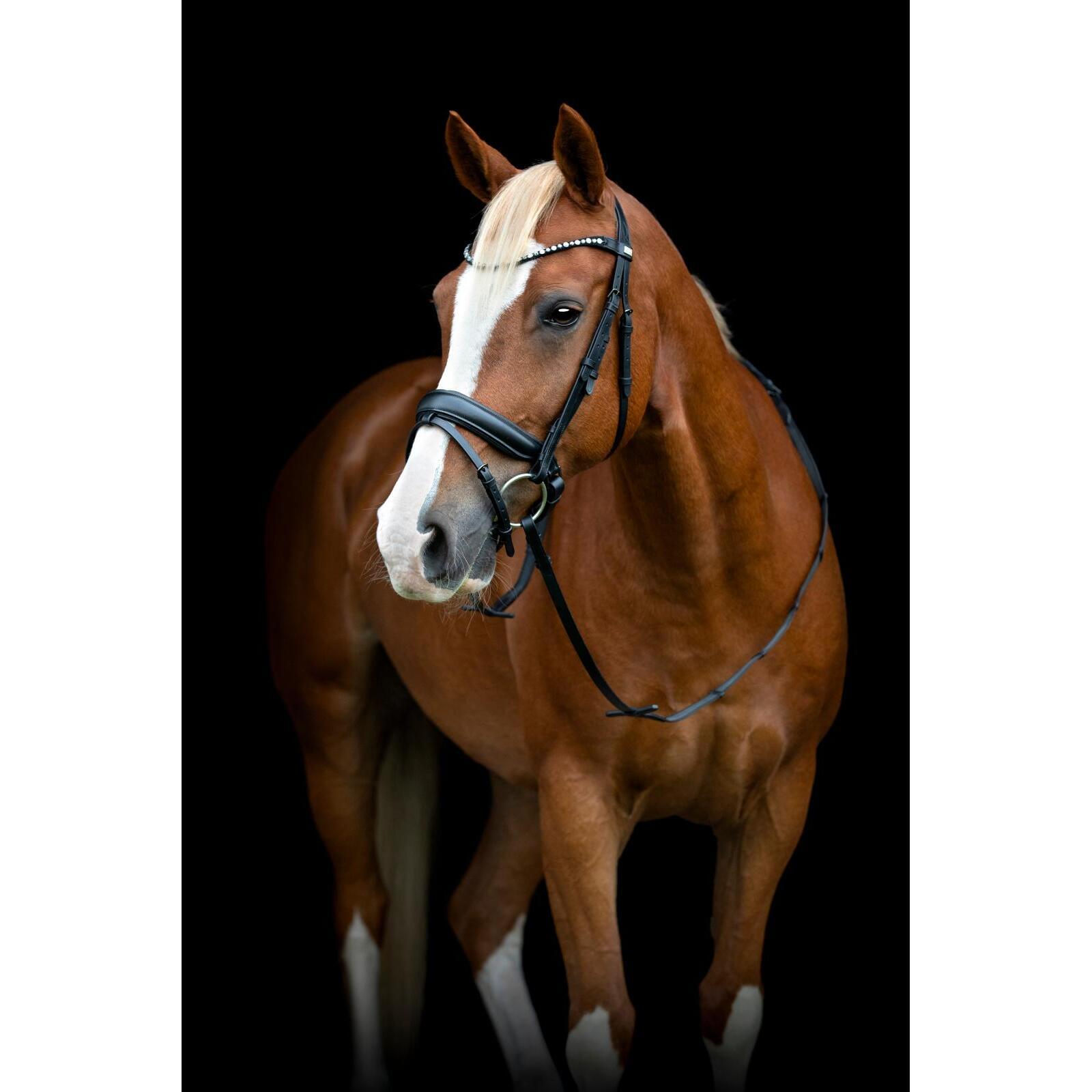 product/h/o/horseguard-506362001-black-1.jpg