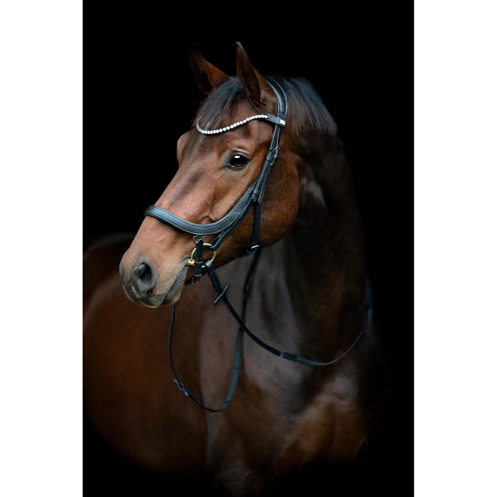 product/h/o/horseguard-506380201-black-2.jpg