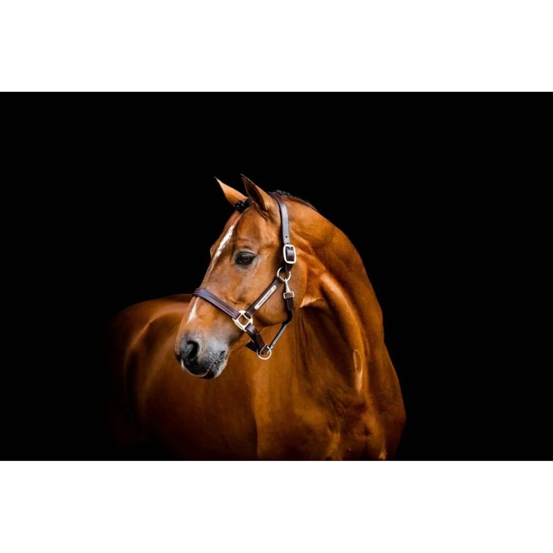 product/h/o/horseware_dhhlm0-n000-lh_brown_1.jpg