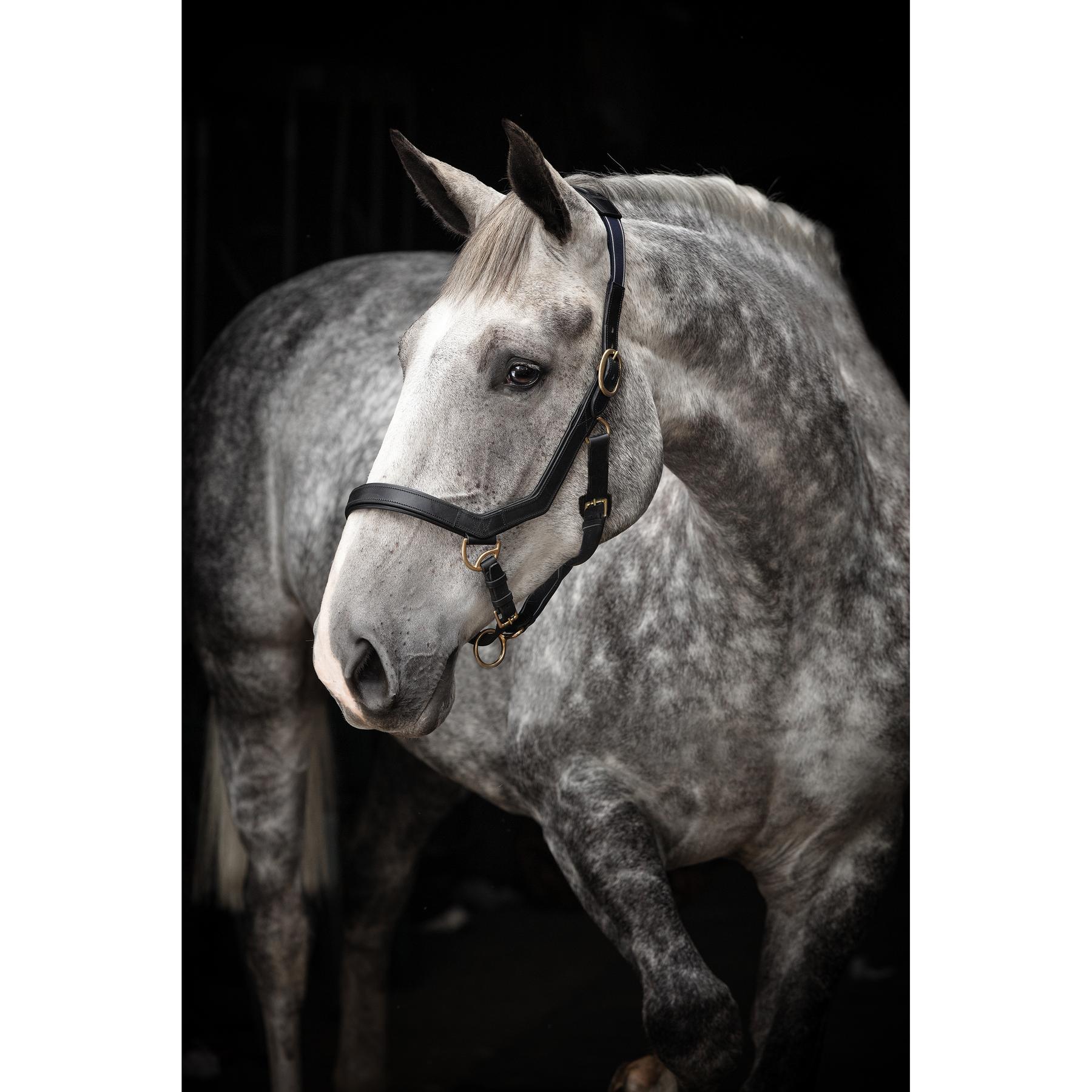 product/h/o/horseware_hwdhal8dbk.jpg
