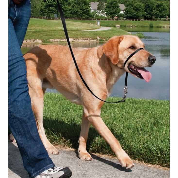 product/p/e/petsafe_cy3600_4.jpg