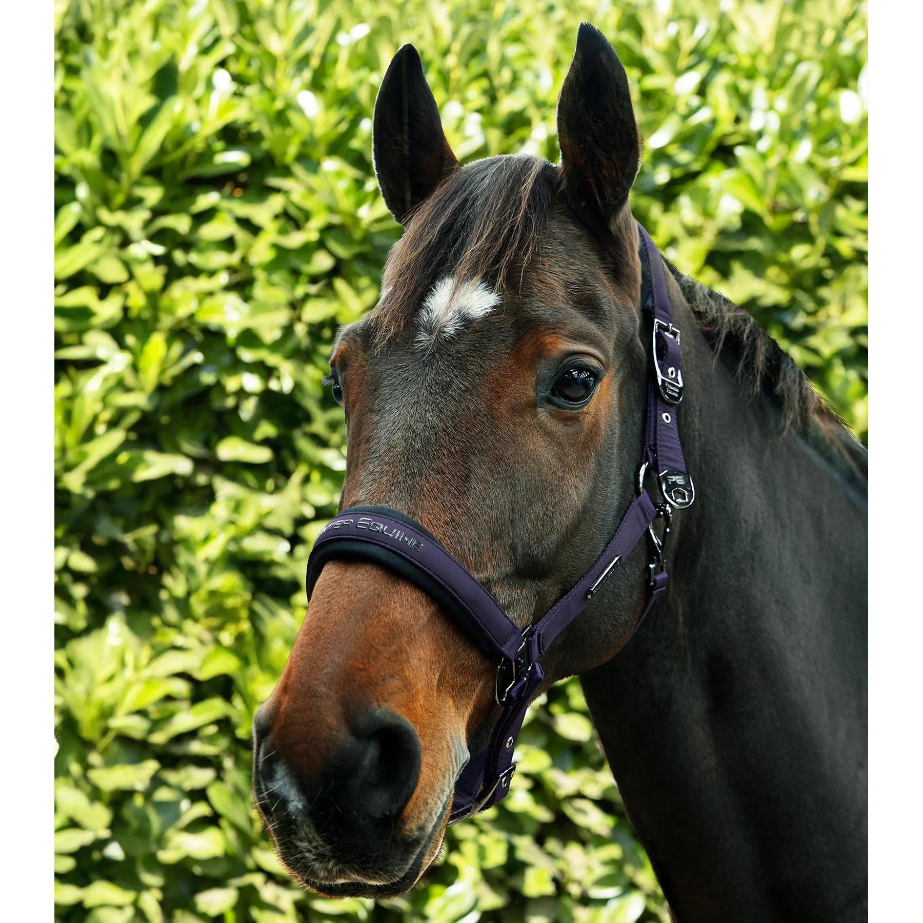 product/p/r/premier-equine_6151cgra_grape_6.jpg