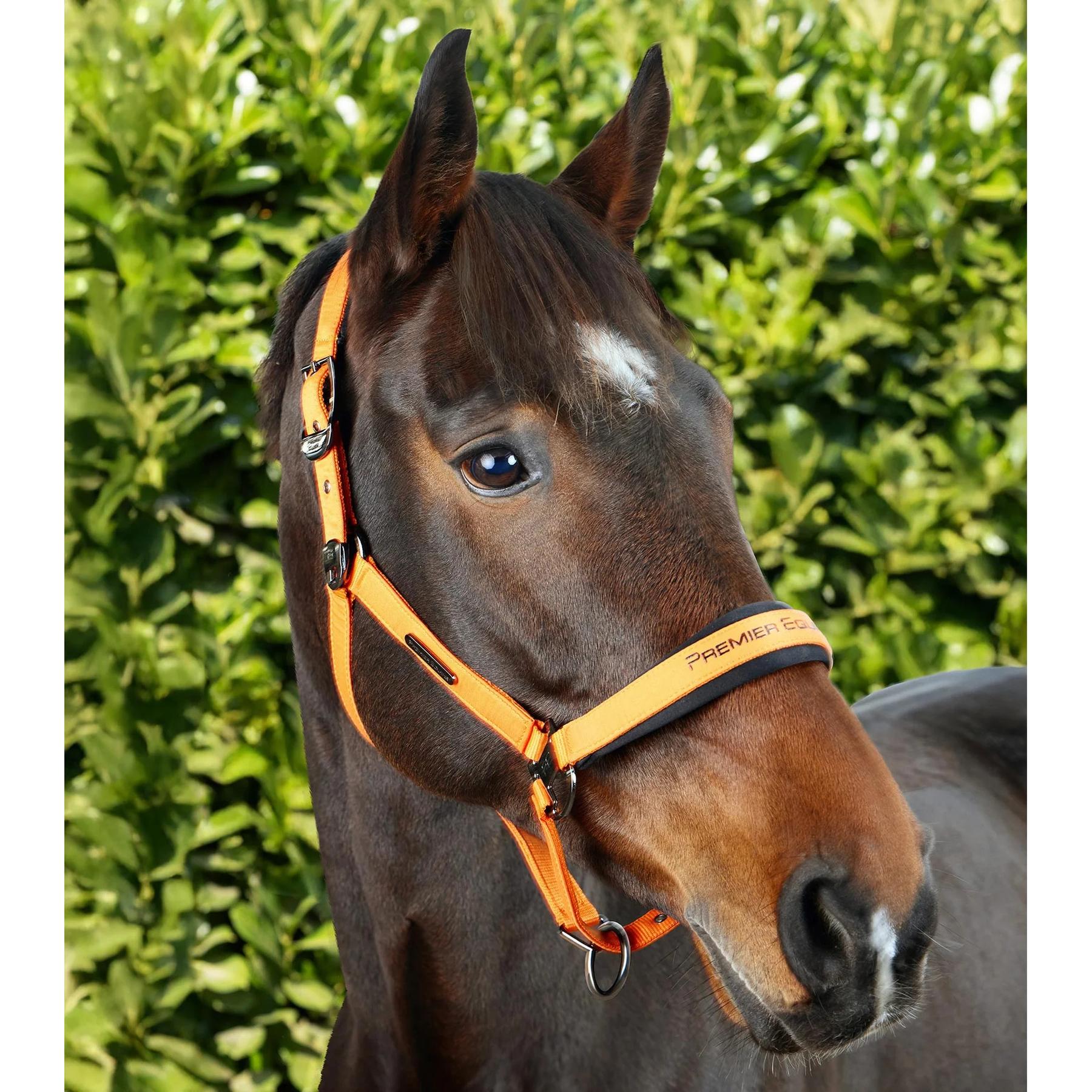 product/p/r/premier-equine_6151corg_orange_6.jpg