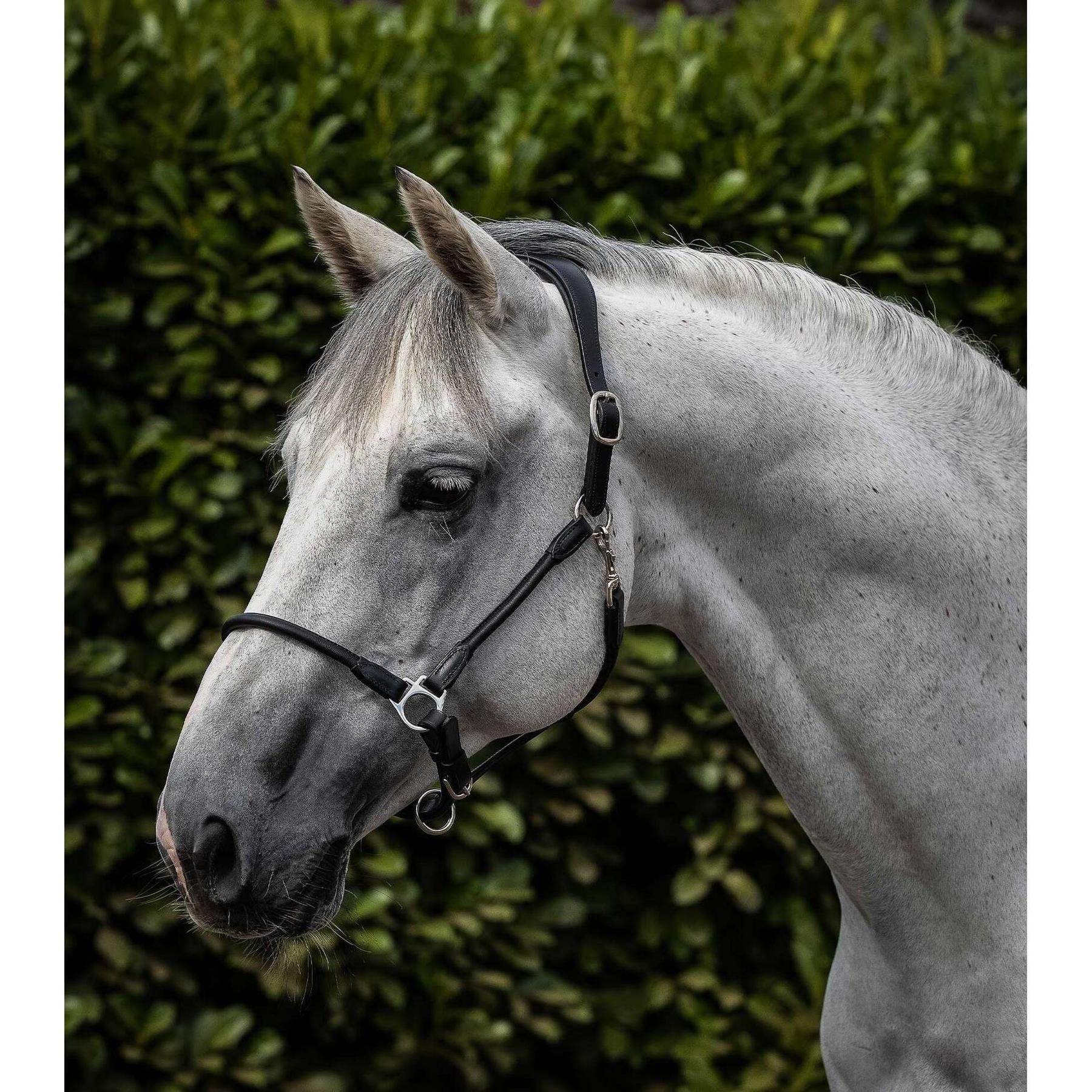 product/p/r/premier-equine_8120cblk_1.jpg