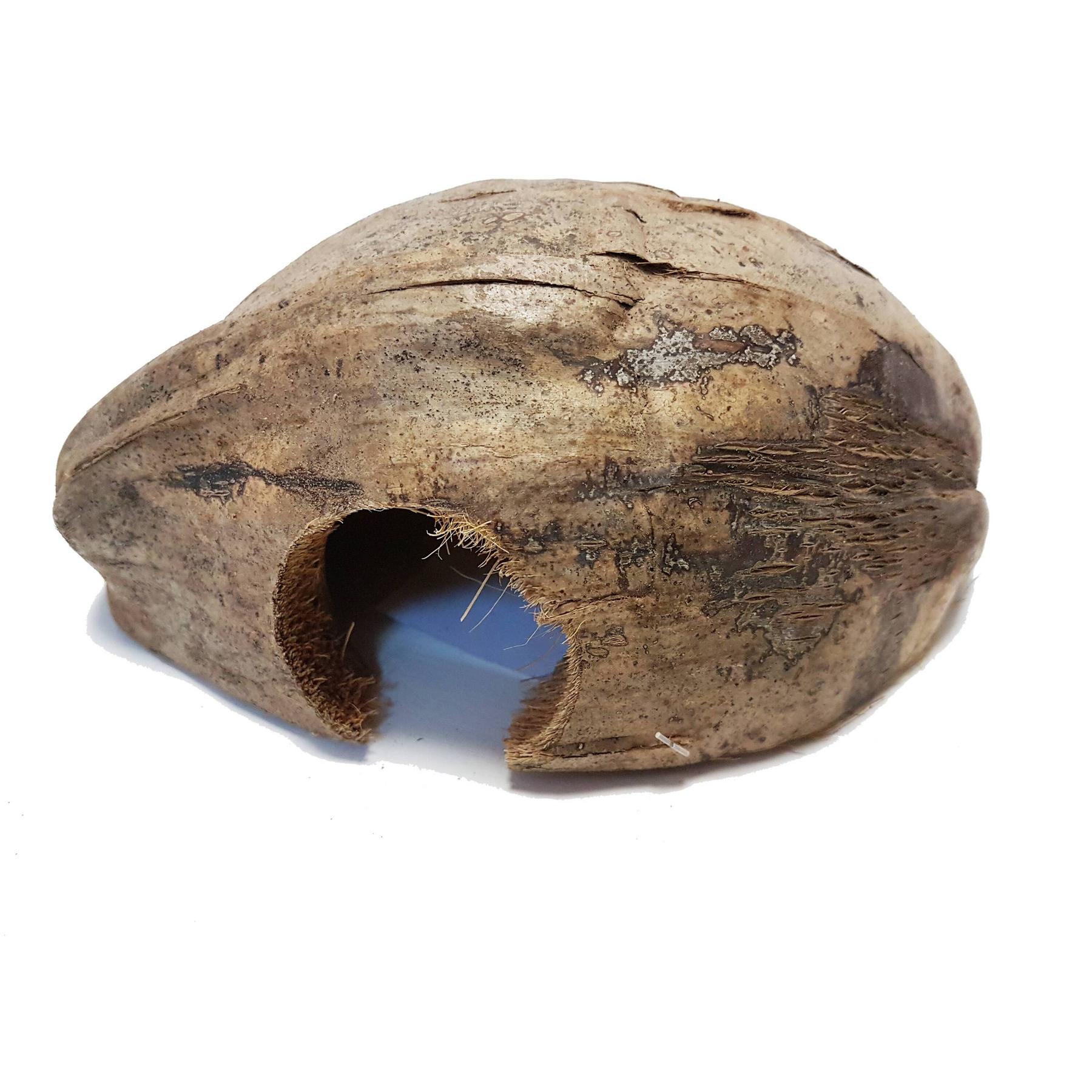 product/r/e/reptiles-planet_rp440140_marron_1.jpg