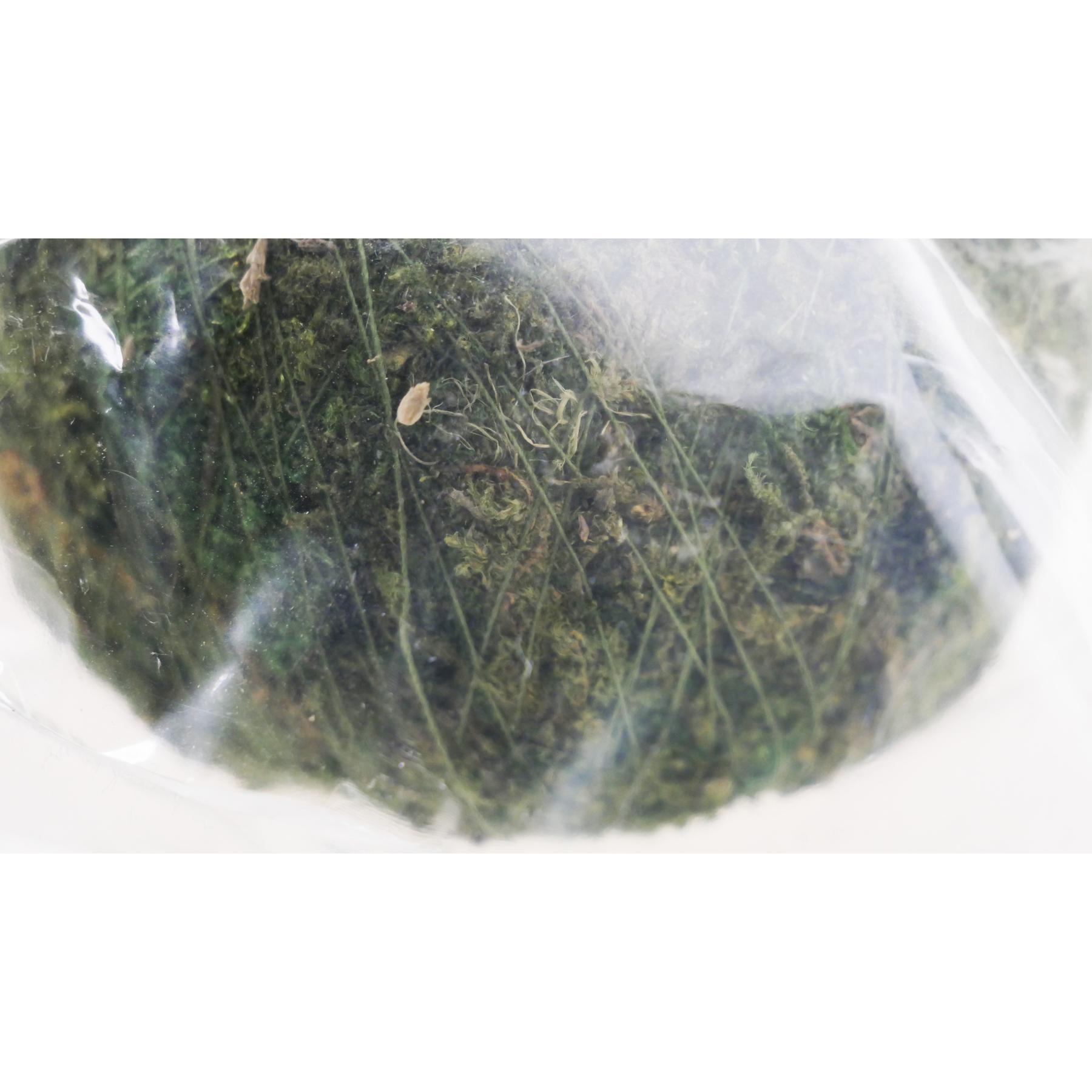 product/r/e/reptiles-planet_rp875932_vert_2.jpg