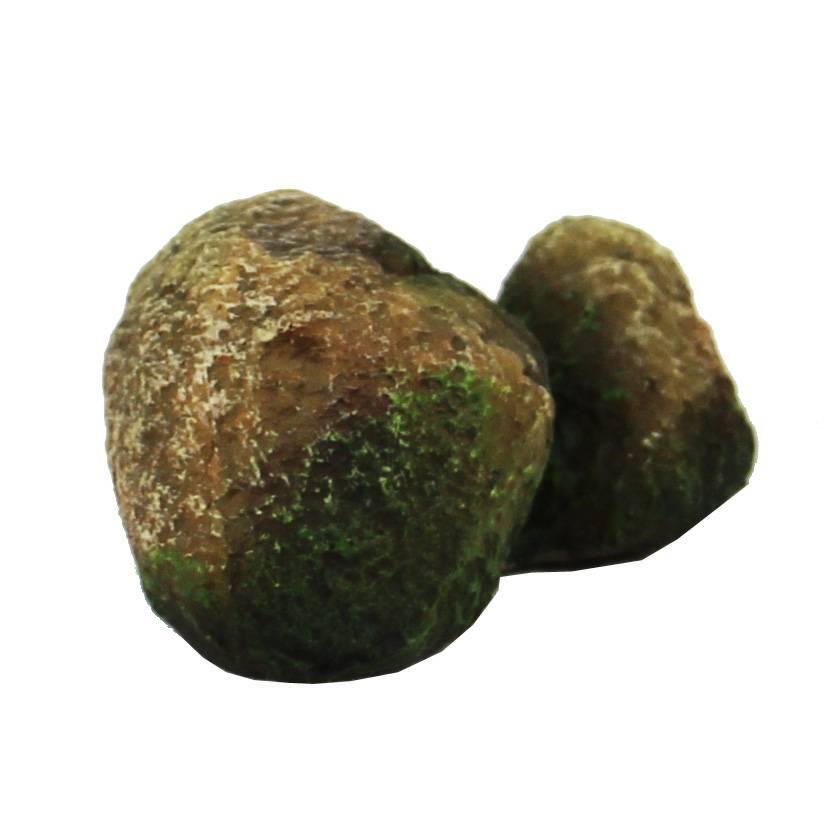 product/r/e/reptiles-planet_rp876174_vert_2.jpg
