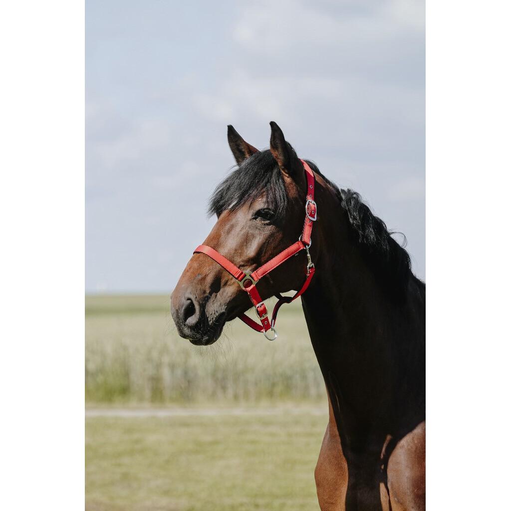 product/r/i/riding-world_510258124_rouille_1.jpg