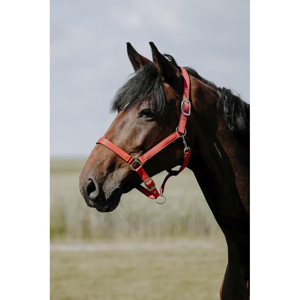 product/r/i/riding-world_510258124_rouille_2.jpg