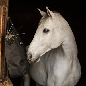Cheval au repos