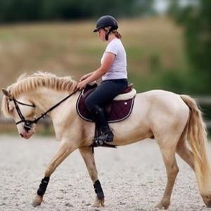 Palomino
