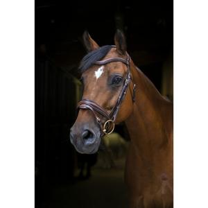 307702218-bridons-equitation-pour-cheval-pur-sang-eric-thomas-pro-design-havane-pur-sang