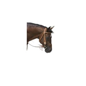 802063317-bridons-equitation-pour-cheval-westride-franck-perret-aurora-noisette-cheval