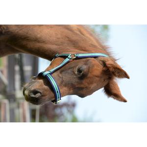 41200-02-licol-pour-cheval-pour-poulain-bucas-foal-dublin-navy-foal
