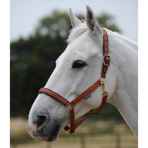 41230-20-licol-pour-pony-cheval-bucas-dublin-brown-navy-poney