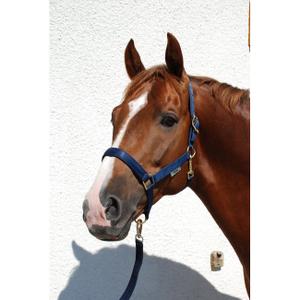 41230-24-licol-pour-cheval-pour-poney-bucas-dublin-navy-poney