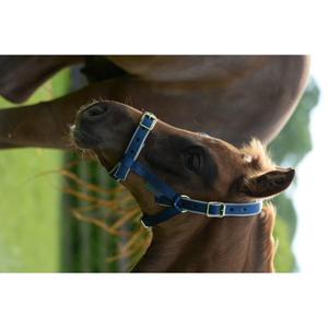 41230-62-licol-pour-pony-cheval-bucas-dublin-navy-silver-poney