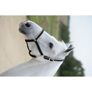 41230-64-licol-pour-pony-cheval-bucas-dublin-black-silver-poney