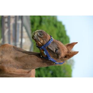 41230-89-licol-pour-pony-cheval-bucas-dublin-navy-navy-poney