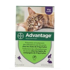 2145547-anti-puces-elanco-advantage-4-10-kg-c-vert-blanc-tu