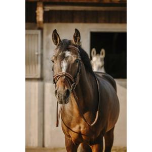 301906102-bridon-equitation-anatomique-eric-thomas-work-noir