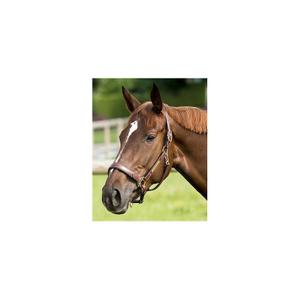 307500318-licol-pour-cheval-cuir-grooming-eric-thomas-pro-havane-double-havane-tu