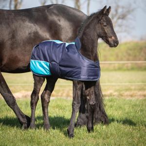 product/h/a/harry-s-horse_32200598-07_1.jpg