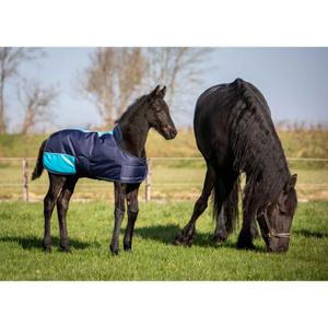 product/h/a/harry-s-horse_32200598-07_2.jpg
