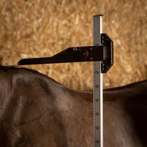 product/h/a/harry-s-horse_36500111_2.jpg
