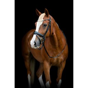 506363001-bridon-equitation-avec-flash-et-pullback-horseguard-cryll-25-2-black