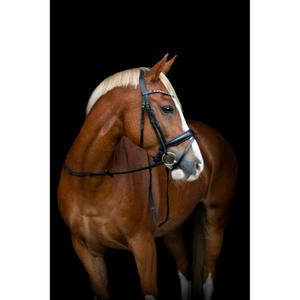 product/h/o/horseguard-506362001-black-2.jpg