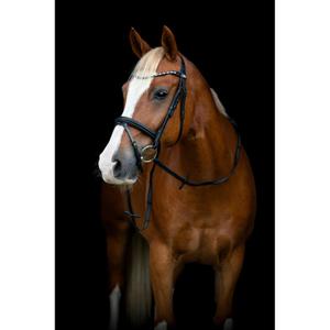 product/h/o/horseguard-506370201-black-3.jpg