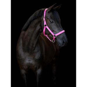 product/h/o/horseguard_50499020102_phlox-pink_1.jpg
