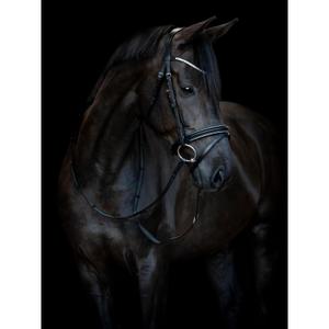 product/h/o/horseguard_505670201_black_2.jpg